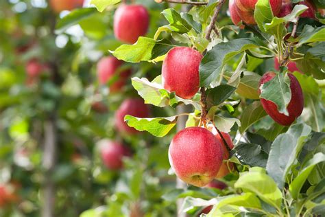 15+ Surprising Nutritional Facts About Gala Apples