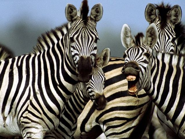 35 Facts About Zebra Facts Net