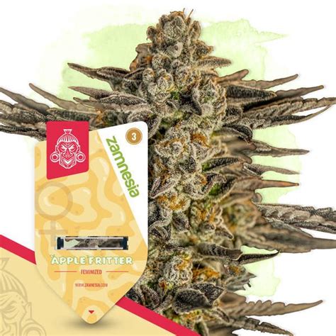 Apple Fritter Strain Information Cannaconnection Com Strain Information