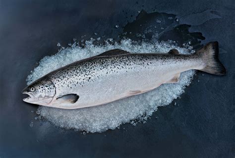 Atlantic Salmon