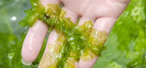 Benefits Of Seaweed For Skin Why Your Skincare Should Feature Seaweed Hum Nutrition Blog