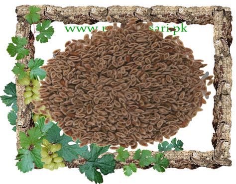 Buy Psyllium Seed Husk Ispaghol Muslim Plantago Ovata In Pakistan