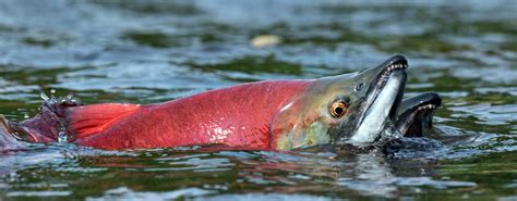 Cannundrums Sockeye Salmon