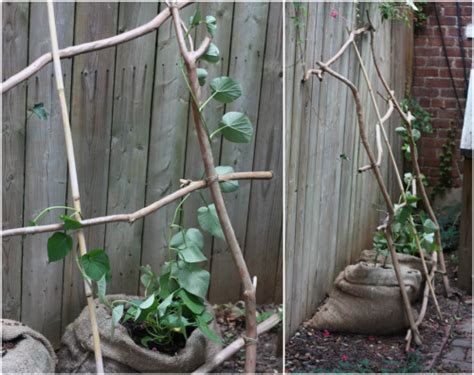 Diy Vine Supports Amp Sweet Potato Update 17 Apart