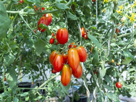 Grape Tomatoes On A Plant Stock Image Image Of Agriculture 236960829