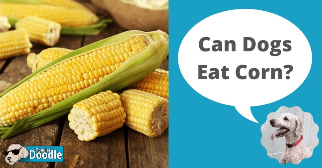 Is Corn Bad For Dogs