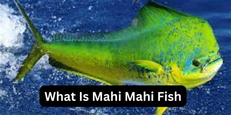 Mahi Mahi Fish Characteristics Cooking Tips And Health Benefits