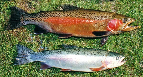 Nutritional Value Of Steelhead Trout Compared To Salmon Besto Blog