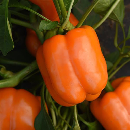 Orange Bell Pepper Info