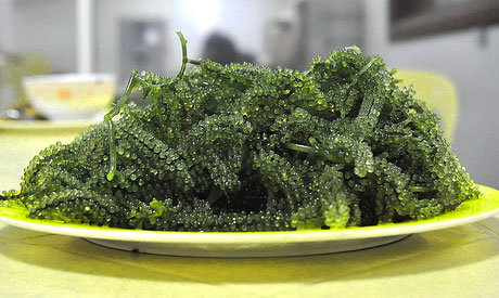 Seaweed Salad Nutrition