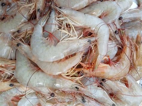 Shrimp Protein: Improves Brain