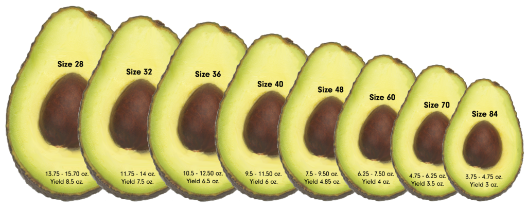 Small Avocado Nutrition