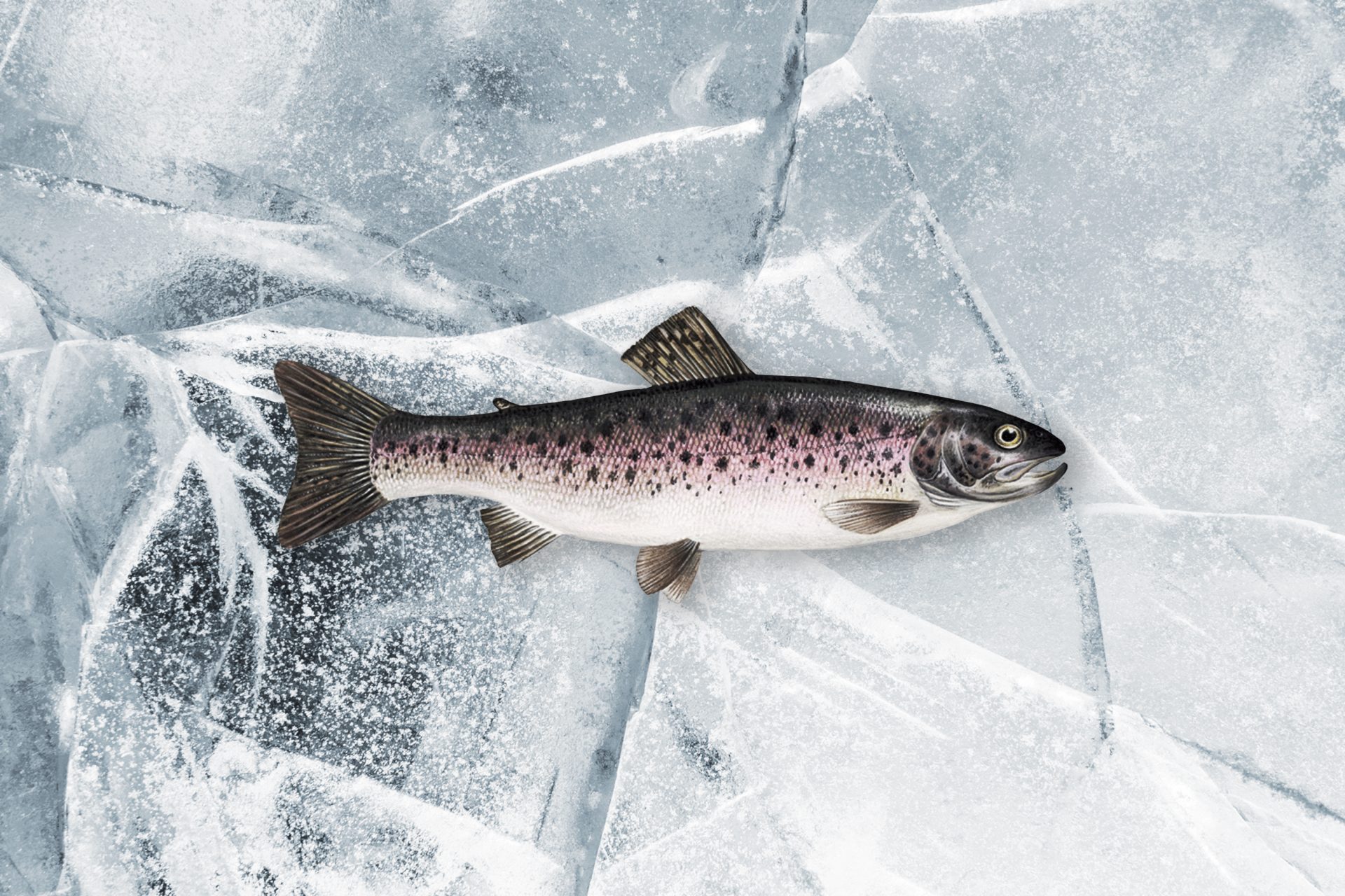 Steelhead Trout Nutrition And Growth