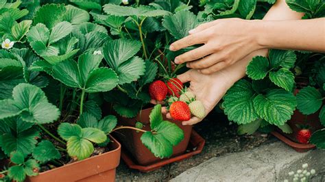 Strawberry Leaf Benefits 5 Health Benefits And Ways To Use Them