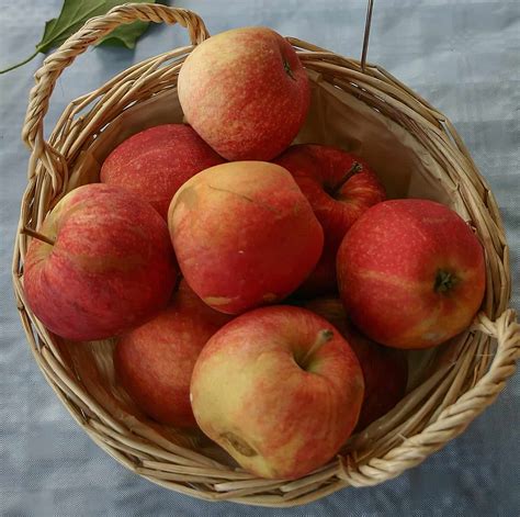 The Surprising Health Benefits Of Gala Apples A Nutritious Snack For