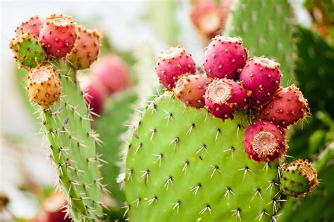 The Top 4 Prickly Pear Benefits For Skin Oneskin