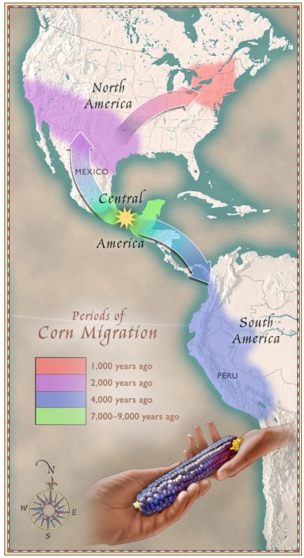 Uncover Corn's Secrets: A Nutrientpacked Journey