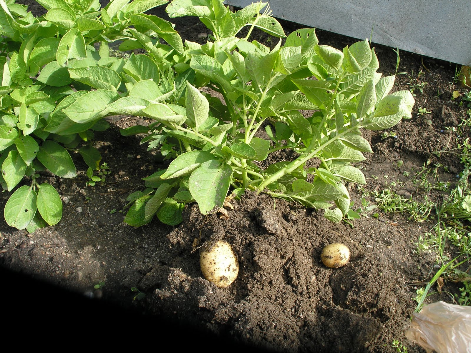 What Vitamins Do Yukon Gold Potatoes Contain