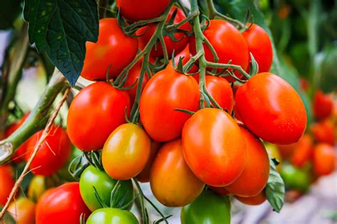 When To Enjoy Roma Tomatoes? A Seasonal Guide For Optimal Nutrition