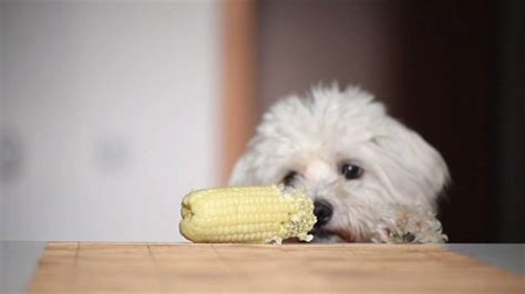 Why Is Corn Not Good For Dogs