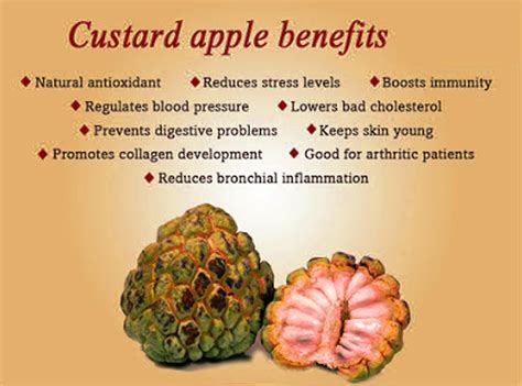 Your Ultimate Tipping Guide Custard Apple Sugar Apple And Benefits